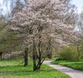 Juneberry Amelanchier lamarckii, flowering tree